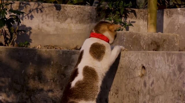 Close up of a cute cat with a heart shaped fur pattern.