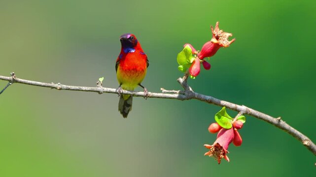 Male Mrs Goulds Sunbird Drinking Nectar from Pomegranate Flower