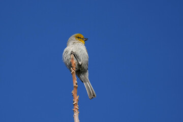 Verdin - Arizona