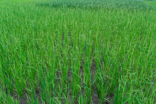 Madagascar, green rice fields in the area around Mandrarano