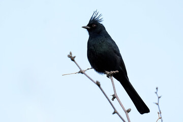 Phainopepla - Arizona - Male