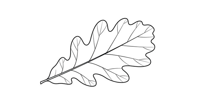 Detailed black and white line art illustration of a single lobed oak leaf showing intricate vein patterns and organic structure.