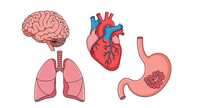 Collection of human internal organs including the brain, heart, lungs, and stomach illustrated with clear anatomical details on a plain white background.
