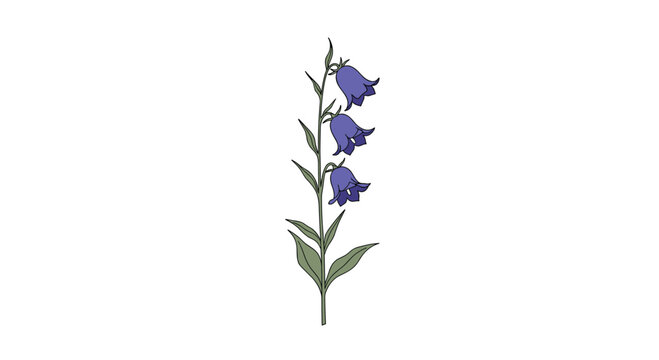 Elegant botanical illustration shows a single green stem supporting three drooping purple bellflowers in a natural and graceful composition.