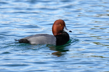 Redhead Duck - Arizona