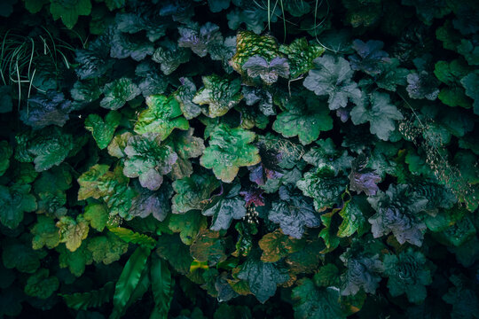 A close up of colorful Alumroot leaves texture pattern