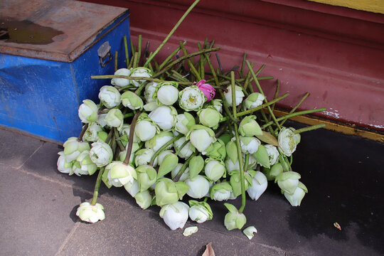 lotus in a buddhist temple (preah ang chek preah ang chorm) in siem reap in cambodia
