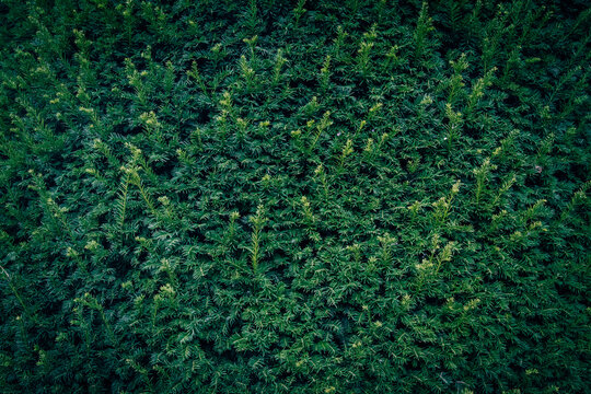 A close up of dark green Yew tree branches texture