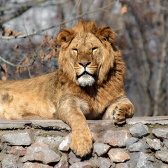 Lion is laying on a stone wall