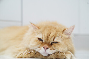 Fluffy cat orange fur long hair relaxed sleepy pet domestic feline animal cute lying down white background whisker ear paw