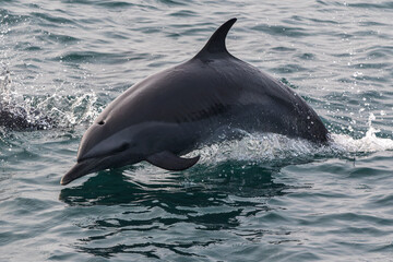dolphin in the sea © Ikbal