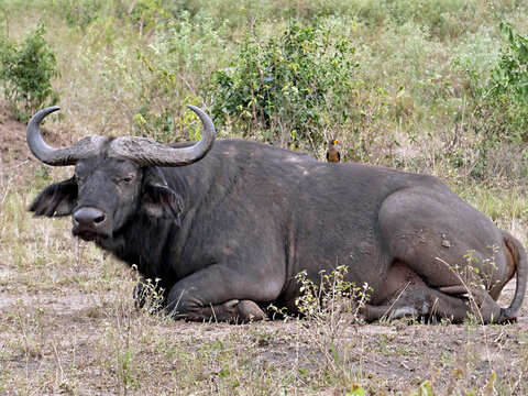 OUGANDA, safari et randonn&eacute;e au c&oelig;ur de l'Afrique.
Gros plan sur un buffle au bord du canal de Kazinga dans le Parc National de Queen Elizabeth
