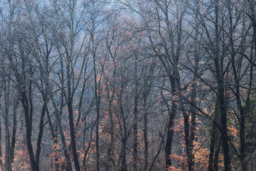 Obraz premium High-resolution landscape of a misty, leafless forest with warm copper accents. Ideal for atmospheric backgrounds and nature editorial content.