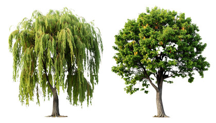 Two trees with different foliage against a black background