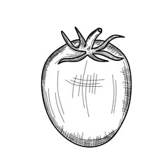 vector illustration of a tomato