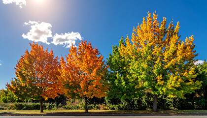 A serene landscape of trees with vibrant autumn foliage under a clear blue sky