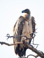 Wei&szlig;r&uuml;ckengeier, Gyps africanus