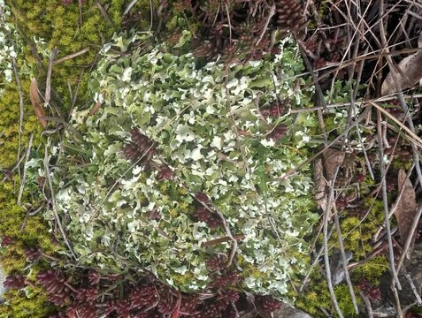 Primo piano  di un ciuffo di licheni sul terreno del bosco, circondato da muschio verde, foglie secche e piccoli rami. La texture naturale e i dettagli nitidi mettono in risalto la biodiversit&agrave;