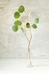 minimalist interior still life with eucalyptus branches in a clear glass vase. soft neutral wall background, natural light, modern decor, simple botanical composition with airy aesthetic.