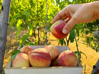 Picking ripe peaches in fruit garden.