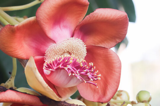 Close up of sal tree flower Shorea robusta with vivid red orange petals and creamy stamens, symbolizing sacred botanical heritage and spiritual nature in South Asia.