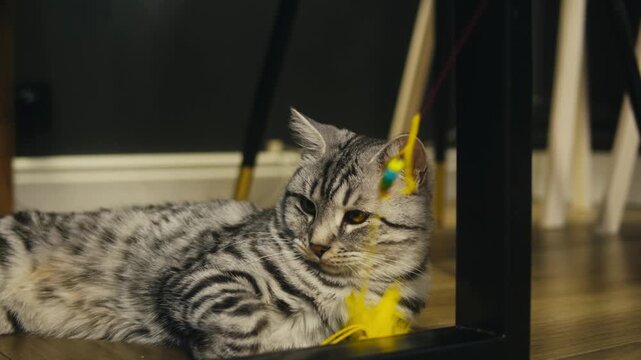 Cat shelter, home for pets, Adoption center, rescue for the animals, woman is distributing food to a group of cats in a shelter