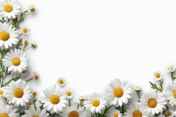 Fototapeta premium Delicate white and yellow daisies form a floral border on a bright white background