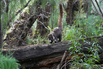 Coati - Arizona