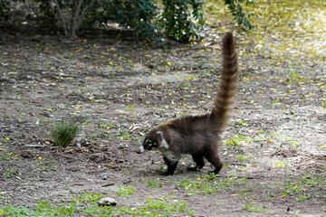 Coatimundi  - Arizona
