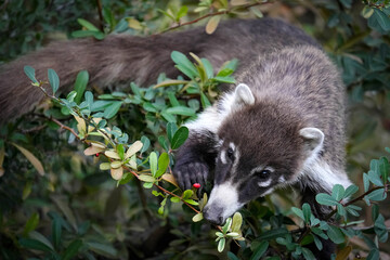 White-faced Coati - Globe - Arizona