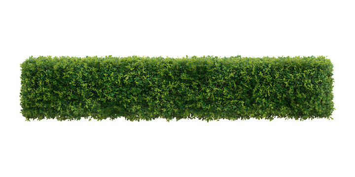 Rectangular green hedge isolated on transparent background