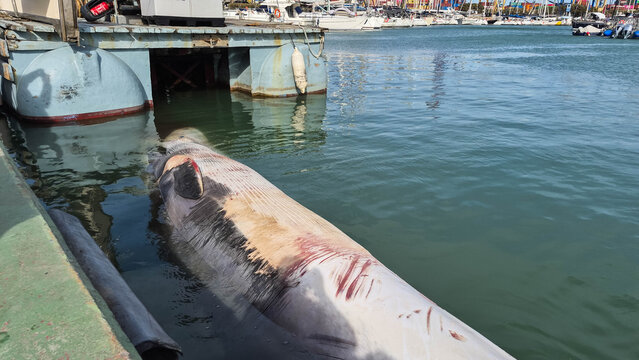 A dead whale in the port. A dead young fin whale (Balaenoptera physalus)
