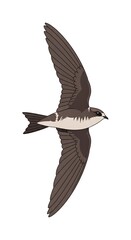 Brown bird flying in air.