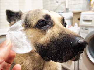 Dog receives skin treatment in a home environment focusing on health and care