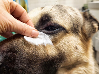 Treatment of a German Shepherd dog is taking place in a home environment with a person caring for the dog's eye