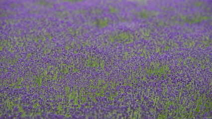 View of agricultural fields producing lavender and in the process of flowering prior to harvest