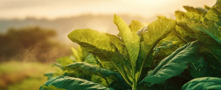 The Tobacco Leaves in a Sunlit Agricultural Field at Golden Hour