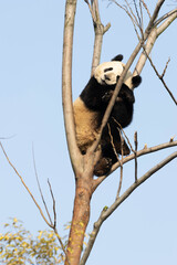 Obraz premium Close up Happy Panda relaxing on the High Tree, Panda Garden , China
