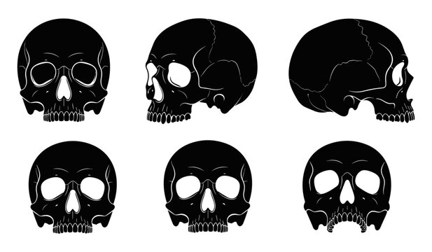 Human skull silhouette set with different angles for anatomy design
