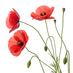 red poppy flowers isolated on white background
