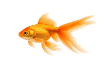 Fototapeta premium Vibrant orange goldfish with long flowing fins swimming isolated on white background