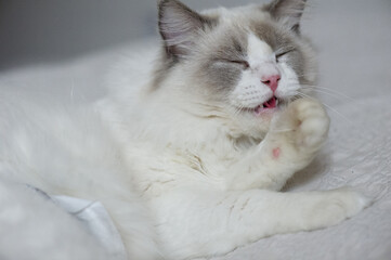 Ragdoll Kater bei seiner Fellpflege