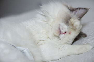 Ragdoll Kater bei der Fellpflege