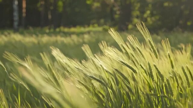 Golden wheat field sways gently in the breeze on a sunny day, creating a serene and peaceful scene.