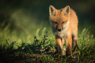 Red Fox Baby