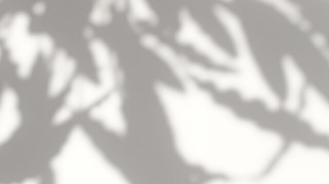 Abstract silhouette blurred shadow white background of natural leaves tree branch falling on wall. Transparent shadows leaf in morning sun light. Copy space for text.