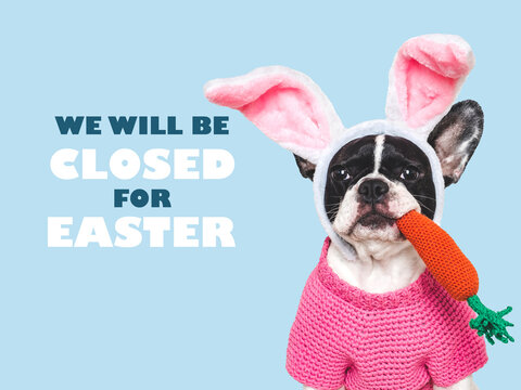 Cute dog with pink bunny ears and a sign that says We will be closed for Easter. Festive Easter and spring celebration concept. Closeup, studio shot, isolated background. Pets care concept
