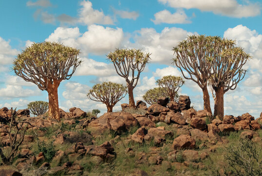 Group of Iconic Quiver Trees Aloidendron Dichotomum in a Rocky Landscape Namibia