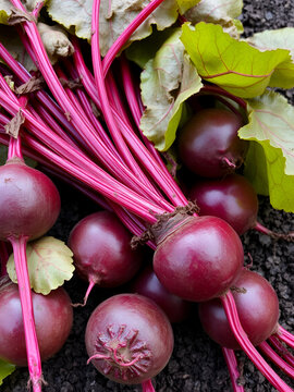 rote Beete