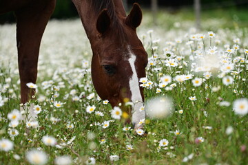 Schönes Pferd grast friedlich in einer blühenden Margeritenwiese © Grubärin